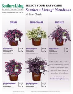 the southern living guide is shown with instructions for different types of plants in each pot