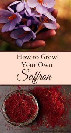 how to grow saffron seeds in the garden and use it as an herb