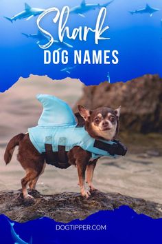 a small dog standing on top of a rock wearing a blue shirt with sharks in the background