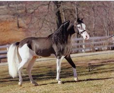 a brown and white horse standing on top of a grass covered field