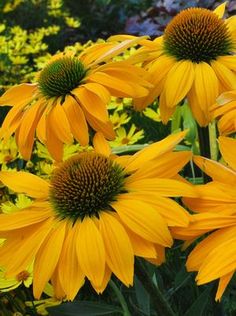 yellow sunflowers are blooming in the garden