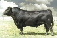 a large black cow standing on top of a grass covered field with clouds in the background