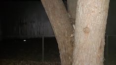 a black and white cat sitting on top of a tree in front of a fence