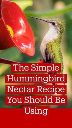 the simple hummingbird nectar recipe you should be using