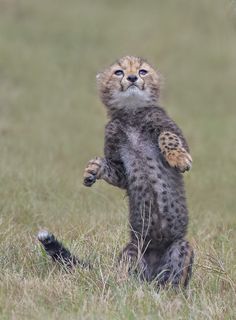 a cheetah standing on its hind legs in the grass