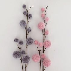 three pink and purple flowers are shown against a white background with the stems sprouting out