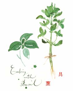 an illustration of a plant with green leaves and chinese writing on the bottom right corner