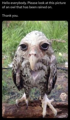 an owl that is sitting on top of a tree branch with the caption hello everybody please look at this picture of an owl that has been rained on thank you