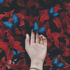 a woman's hand with a blue butterfly tattoo on her left wrist, surrounded by red leaves