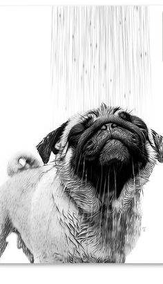 a black and white photo of a pug in the rain with it's mouth open