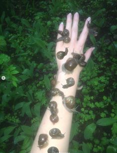 a person's hand with snails crawling on it