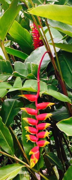 a red and yellow flower with green leaves in the background