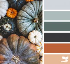 several pumpkins and gourds are arranged in a color palette