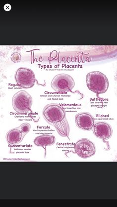 the different types of placania are shown in this diagram, and they appear to be