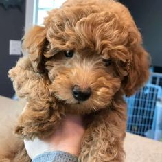 a small brown dog sitting on top of a person's hand