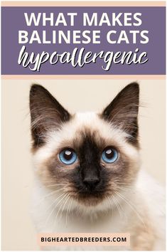 a siamese cat with blue eyes and the words, what makes baliese cats hypoallergenic?