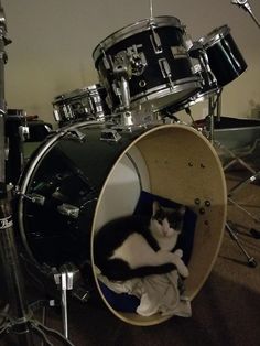 a black and white cat laying in a drum kit