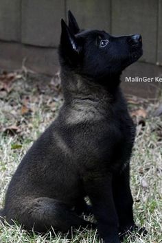 a black puppy sitting in the grass looking up at something on his head and back