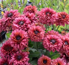 many pink flowers are blooming in the garden