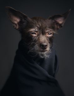 a small dog wearing a black cloth on its head and eyes looking at the camera