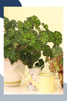 a potted plant sitting on top of a table next to a watering can and cup