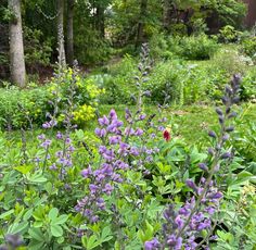 some purple flowers and green plants in the middle of a field with lots of trees