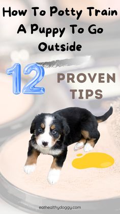 a puppy laying on the ground with text overlay that reads, how to potty train a puppy to go outside proven tips