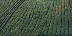 an aerial view of people walking in the middle of a green field with rows of trees