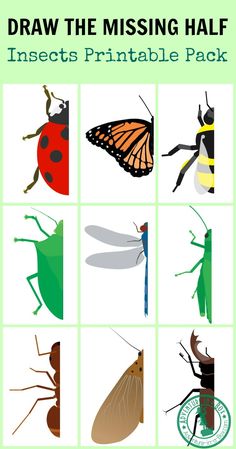 insect pictures with the text draw the missing half insects printable pack for kids and adults