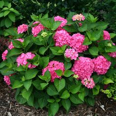 pink flowers are blooming in the middle of green leaves and mulch on the ground