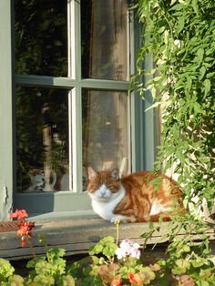 an orange and white cat sitting in the window sill next to some green plants