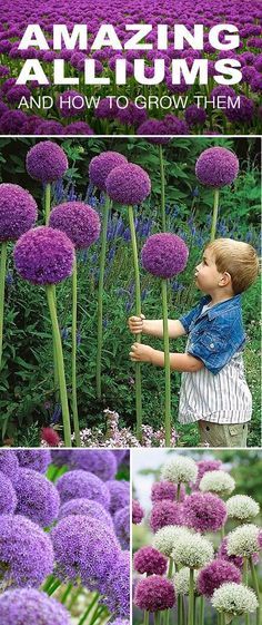 an image of purple flowers with the words amazing alliums and how to grow them