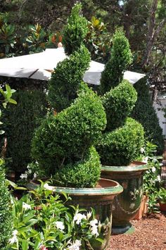 some very pretty potted plants with umbrellas in the background