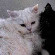 two white and black cats laying next to each other