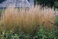 tall grass in front of a house and trees