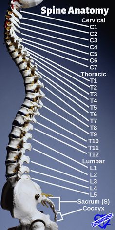 Spine Anatomy, Medical School Life, Biology Facts, Medical School Motivation, Spine Health, Biology Lessons