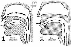 an image of the anatomy of the head and neck