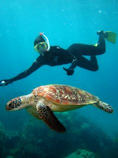 a person swimming in the water with a turtle