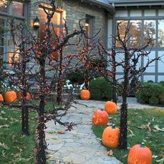 some pumpkins that are sitting in the grass near trees with lights on them,