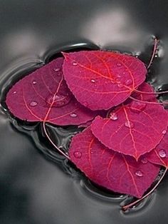 three red leaves floating on top of water