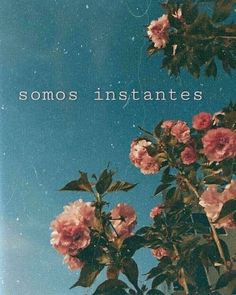 some pink flowers and the words somos instantes above them on a blue sky background