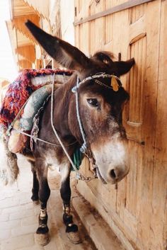 a donkey standing next to a wooden door