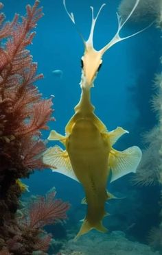 a fish that is swimming in the water near some corals and sea weedes