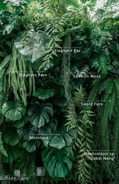 the different types of plants are shown in this image, with their names on them