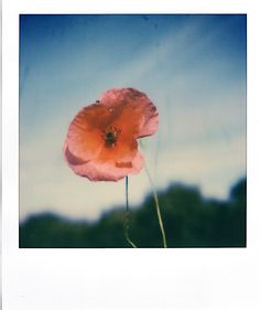 an image of a pink flower in the sky