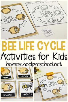 bee life cycle activities for kids to learn how to use the bees and honeycombs