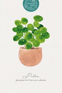 Aquarelle d'un Pilea peperomioides avec des feuilles toutes rondes, lisses et vertes dans un cache-pot terracotta sur un fond blanc avec son nom écrit en dessous. Pilea Plant Illustration, Houseplant Illustration, Houseplant Art, Plants Watercolor, Mixed Media Stencils, Plant Watercolor, Jungle Decor, Pilea Peperomioides, Plant Tattoo