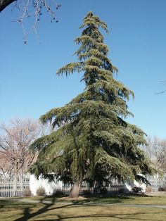 a large tree in the middle of a park