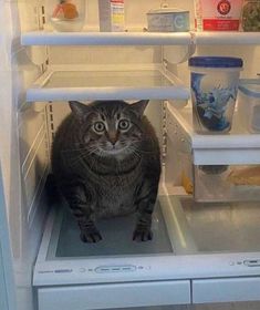 a cat sitting in the middle of an open refrigerator