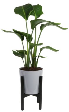 a potted plant with large green leaves in it's center, on a black stand